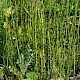 Equisetum palustre