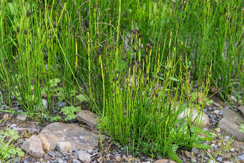 Equisetum palustre - © Charles Hipkin