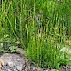 Equisetum palustre