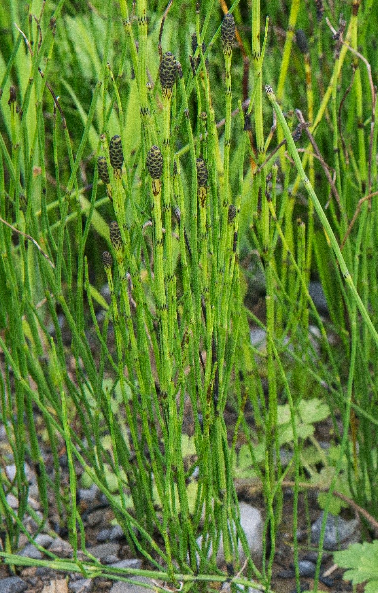 Equisetum palustre - © Charles Hipkin