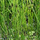 Equisetum palustre