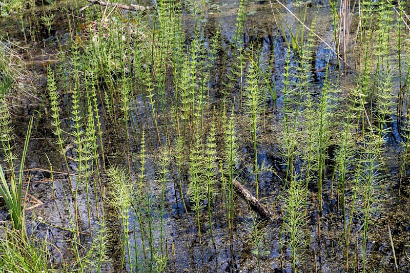 Equisetum fluviatile - © Charles Hipkin