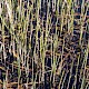 Equisetum fluviatile