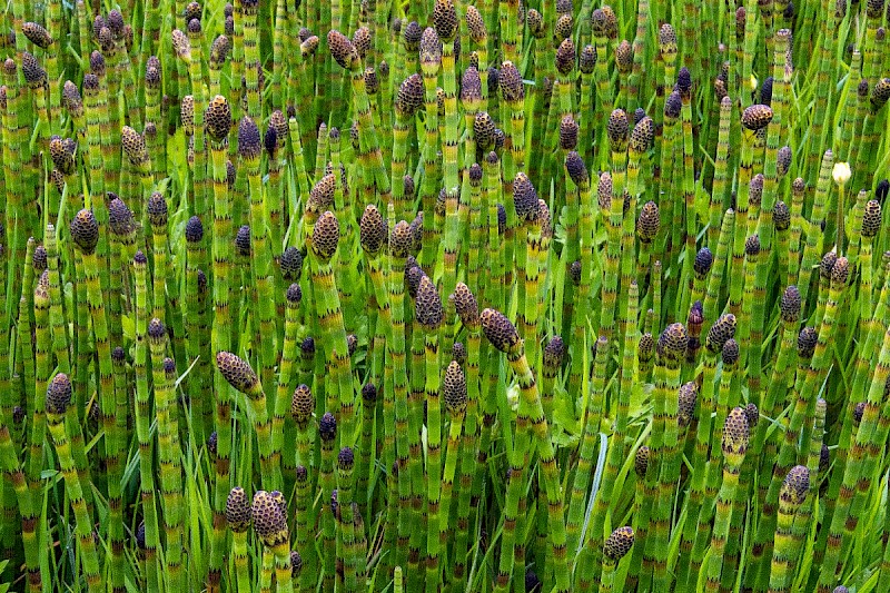 Equisetum fluviatile - © Charles Hipkin