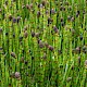 Equisetum fluviatile