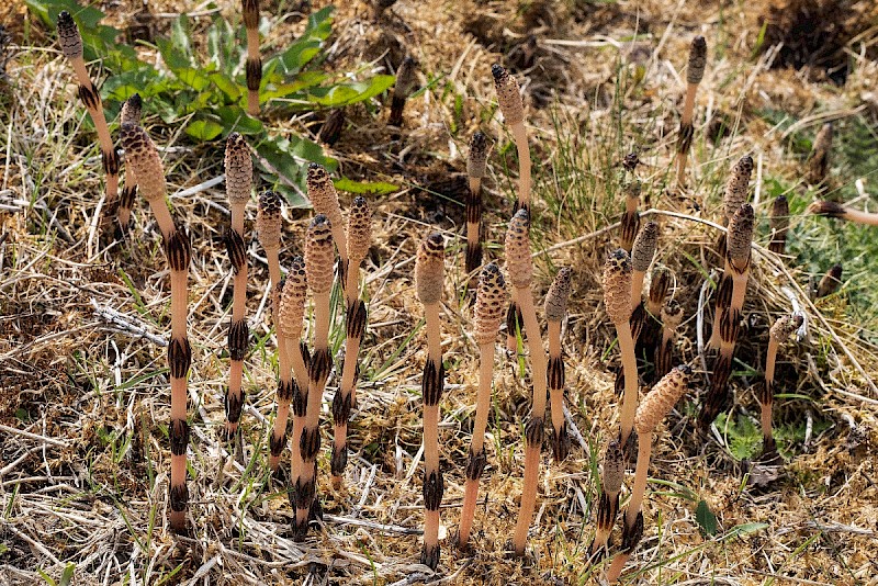 Equisetum arvense - © Charles Hipkin