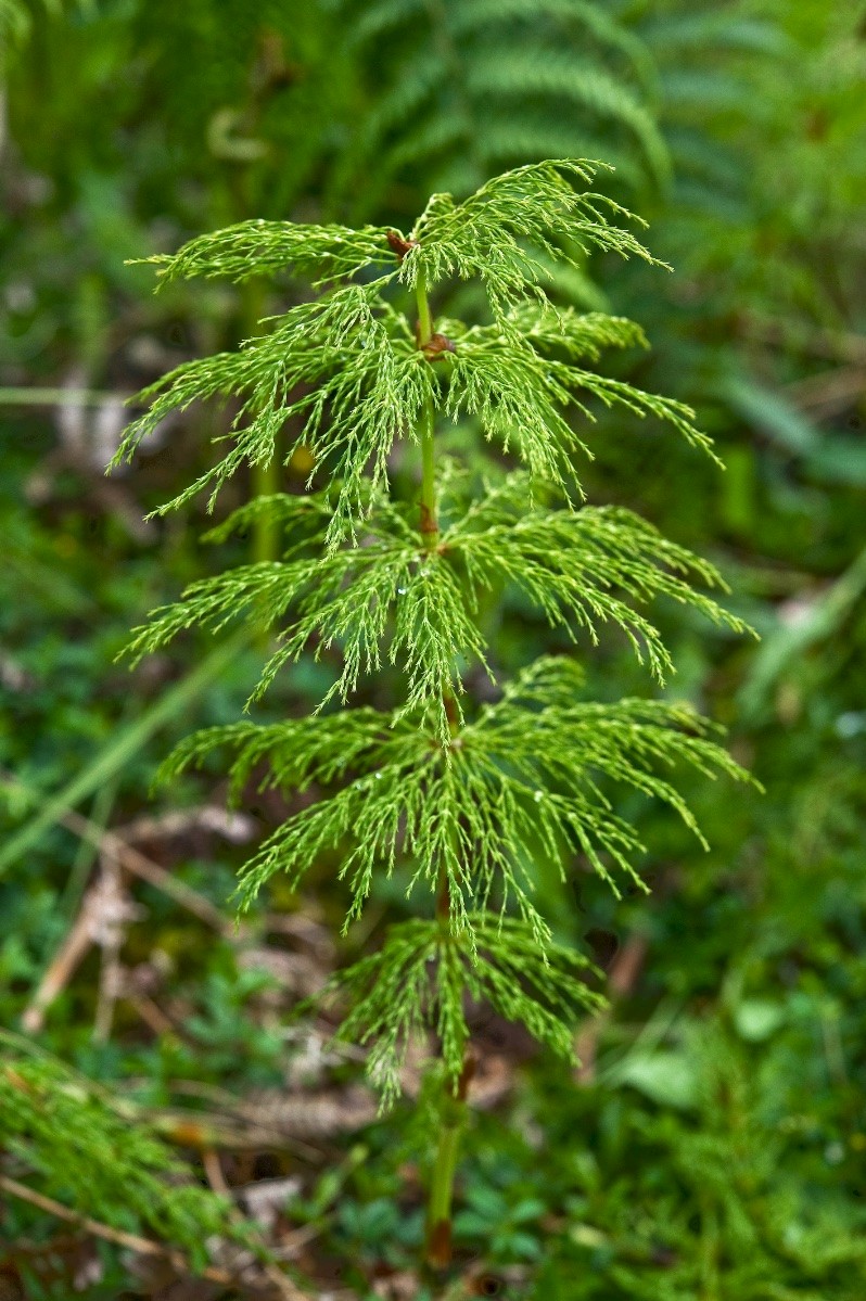 Equisetum sylvaticum - © Charles Hipkin