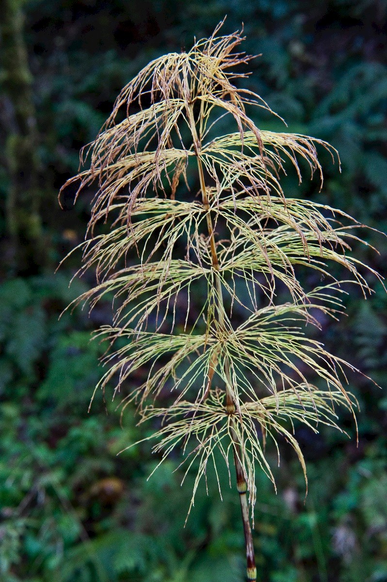 Equisetum sylvaticum - © Charles Hipkin