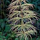 Equisetum sylvaticum