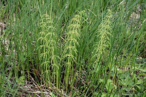 Equisetum sylvaticum Wood Horsetail