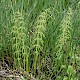 Equisetum sylvaticum