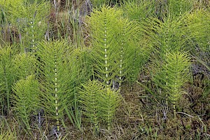 Equisetum telmateia Great Horsetail