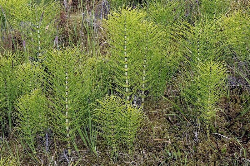 Equisetum telmateia - © Charles Hipkin