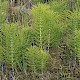 Equisetum telmateia