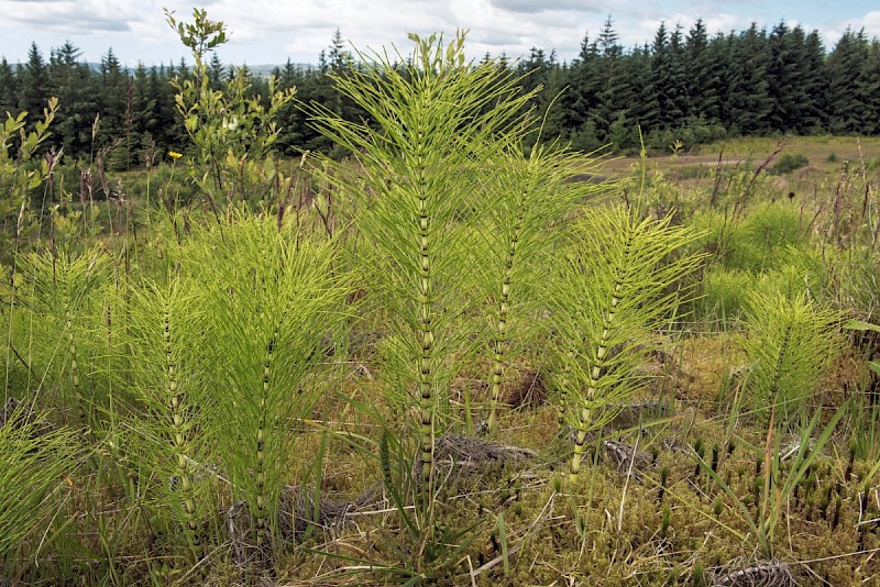 Equisetum telmateia - © Charles Hipkin