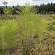 Equisetum telmateia