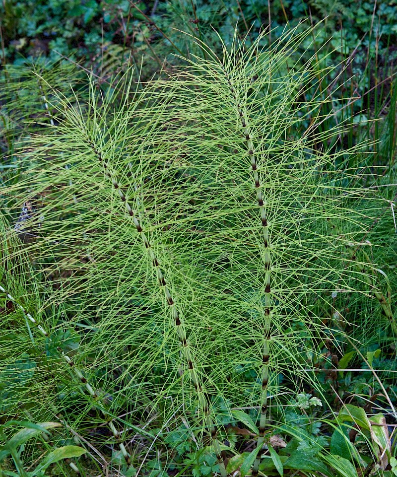 Equisetum telmateia - © Charles Hipkin