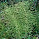 Equisetum telmateia