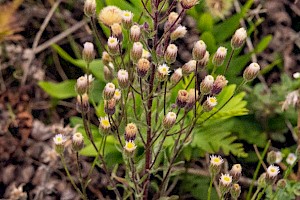 Erigeron acris Blue Fleabane