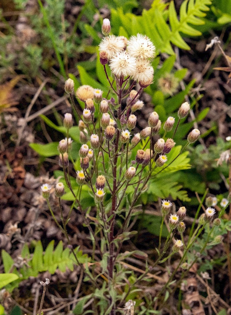 Erigeron acris