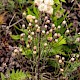 Erigeron acris