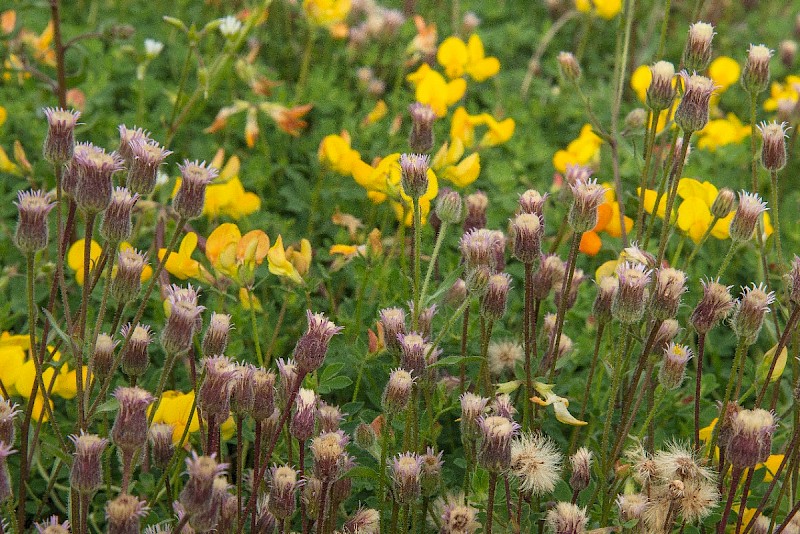 Erigeron acris - © Charles Hipkin