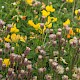 Erigeron acris