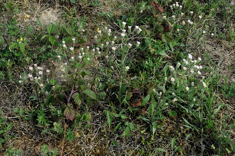 Erigeron acris - © Charles Hipkin