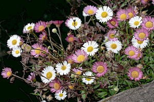 Erigeron karvinskianus Mexican Fleabane