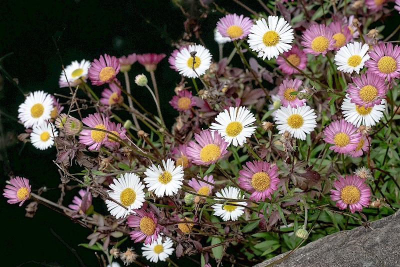 Erigeron karvinskianus - © Charles Hipkin