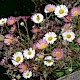 Erigeron karvinskianus