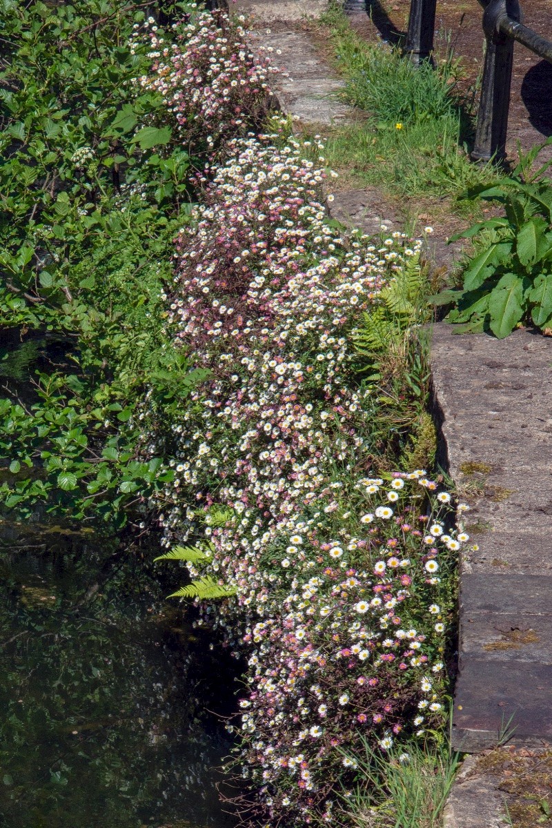 Erigeron karvinskianus - © Charles Hipkin