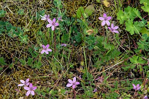 Erodium cicutarium subsp. cicutarium Common Stork's-bill