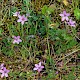 Erodium cicutarium subsp. cicutarium