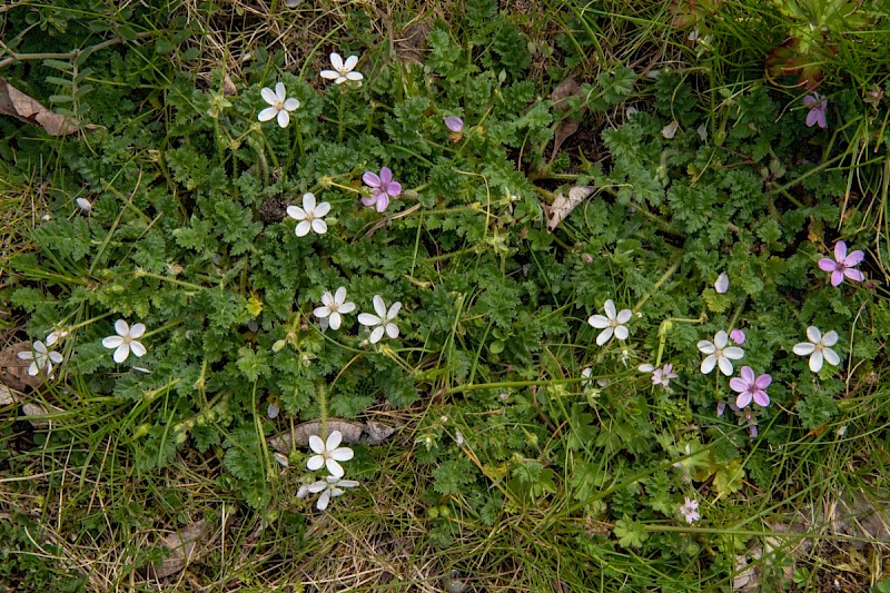 Erodium cicutarium subsp. cicutarium - © Charles Hipkin