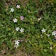 Erodium cicutarium subsp. cicutarium