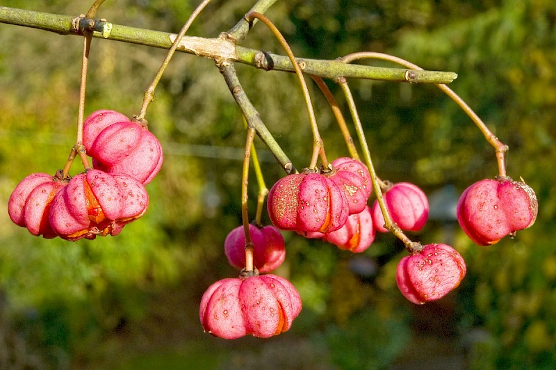 Euonymus europaeus - © Charles Hipkin