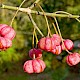 Euonymus europaeus