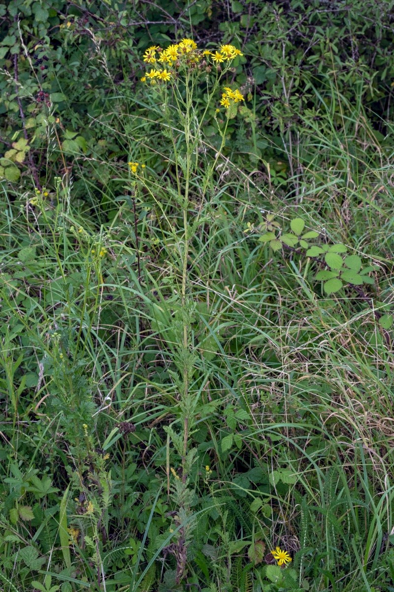 Senecio erucifolius - © Charles Hipkin