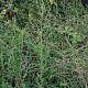 Senecio erucifolius