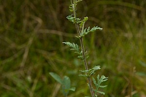 Senecio erucifolius Hoary Ragwort