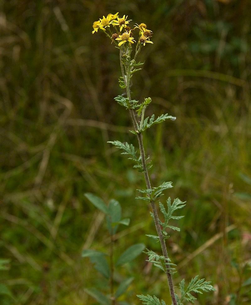 Senecio erucifolius - © Charles Hipkin