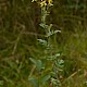 Senecio erucifolius