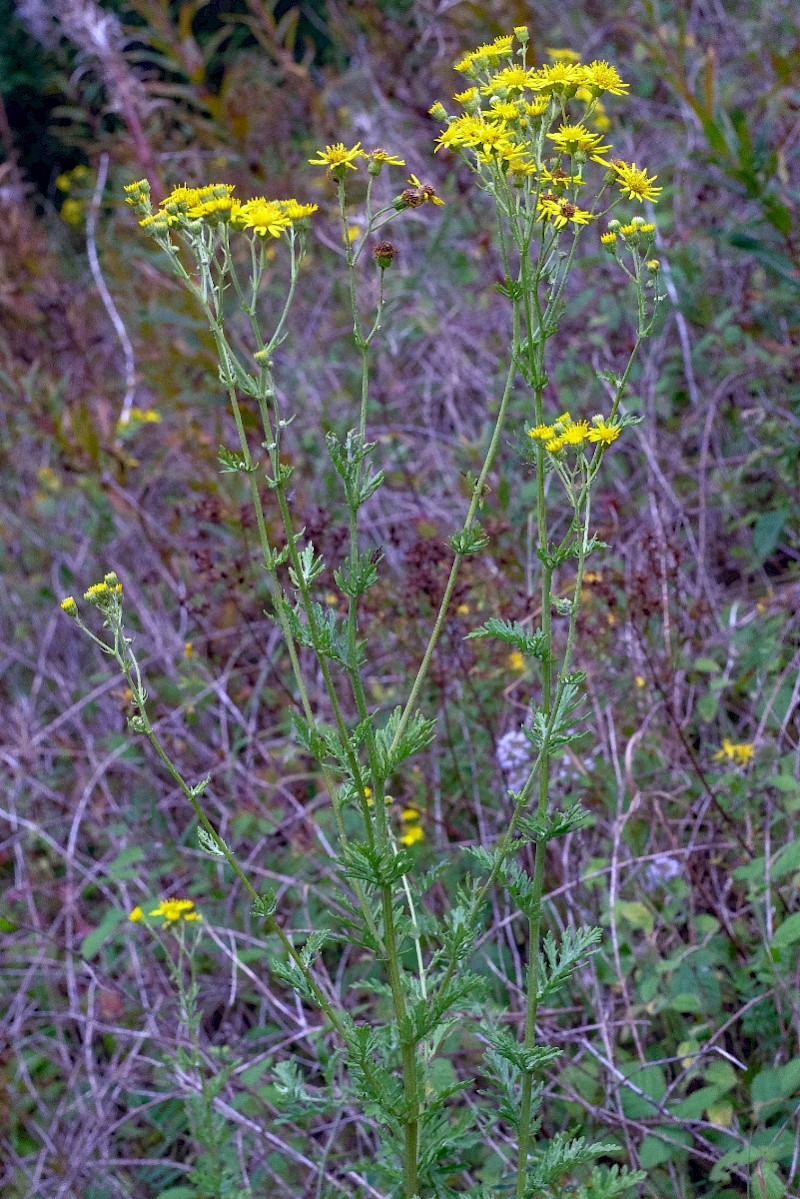 Senecio erucifolius - © Charles Hipkin