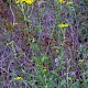 Senecio erucifolius