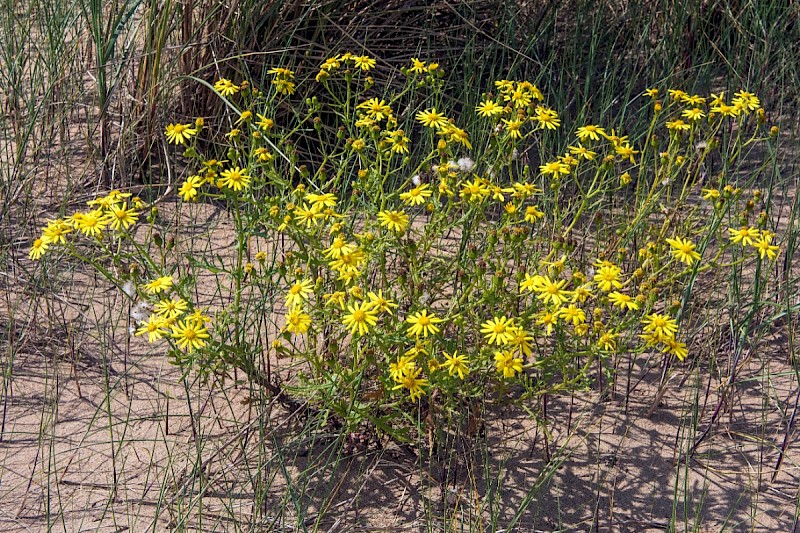 Senecio squalidus - © Charles Hipkin