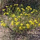 Senecio squalidus