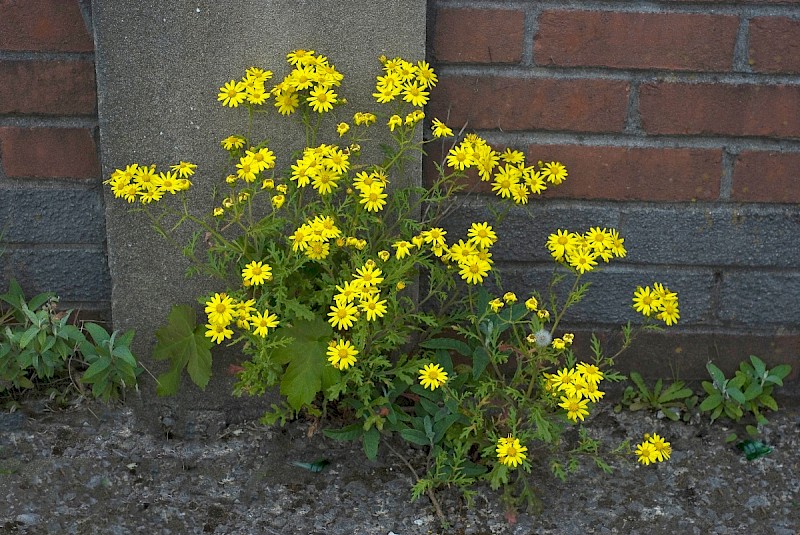 Senecio squalidus - © Charles Hipkin