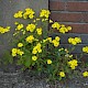 Senecio squalidus