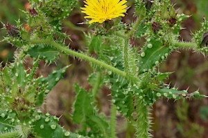 Helminthotheca echioides Bristly Oxtongue